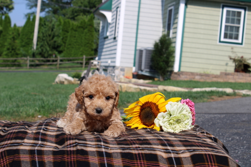 puppy, for, sale, Mini Goldendoodle F1, Matthew B. Stoltzfus, dog, breeder, Gap, PA, dog-breeder, puppy-for-sale, forsale, nearby, find, puppyfind, locator, puppylocator, aca